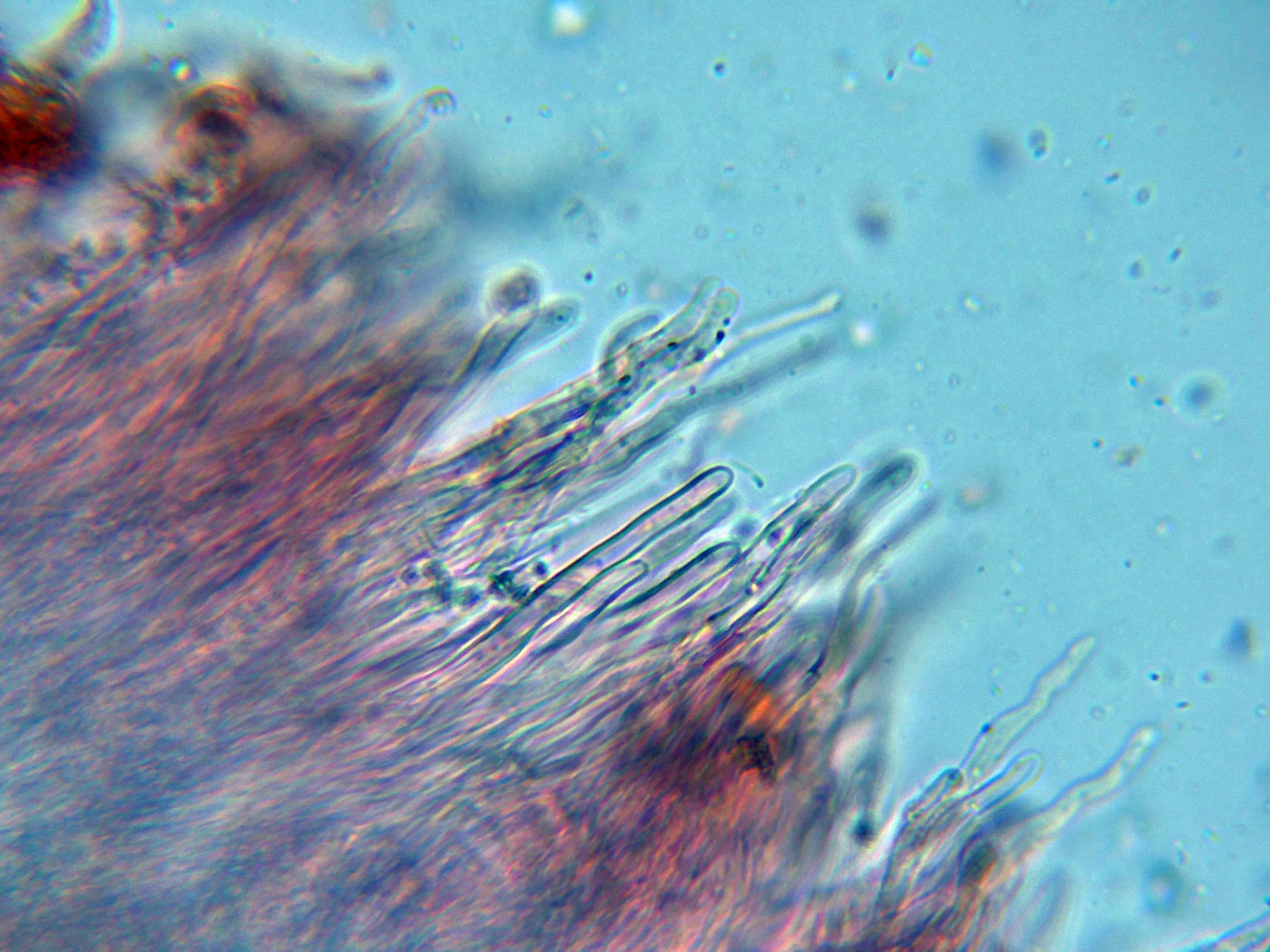 Microscopía de Schizopora paradoxa - 10 - Himenio-001